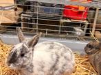 Lapin nain, Animaux & Accessoires, Plusieurs animaux, Nain, 0 à 2 ans