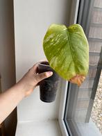 Monstera albo variegata, Huis en Inrichting, Kamerplanten, Ophalen