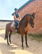 12j merrie Grandeur x Randel Z, Dieren en Toebehoren, Merrie, Springpaard, Niet van toepassing, Gechipt