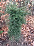 Taxus baccata, Tuin en Terras, Taxus, Struik, Ophalen, 100 tot 250 cm