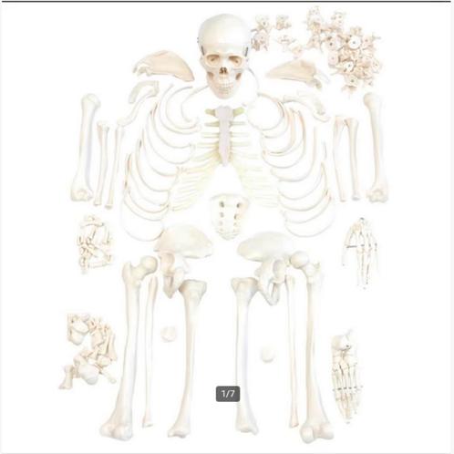 Ongemonteerd Model van het Menselijk Skelet + koffer, Divers, Fournitures scolaires, Comme neuf, Enlèvement