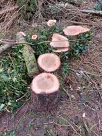 GRATIS brandhout, 6 m³ ou plus, Enlèvement, Autres essences de bois, Troncs d'arbres