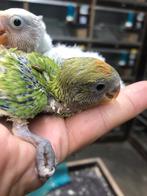 Groen baby dwergpapegaai, Dieren en Toebehoren, Vogels | Parkieten en Papegaaien