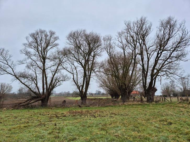 Gratis te knottej knotwilgen, Tuin en Terras, Brandhout, Ophalen