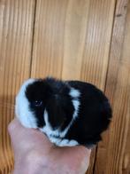 Prachtig nederlands dwerg hangoortje met blauwe oogjes meisj, Dieren en Toebehoren, Konijnen