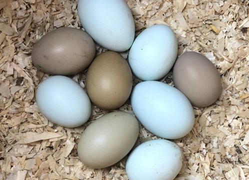 Œufs Olive Egger F1 et F2, Dieren en Toebehoren, Pluimvee, Kip