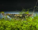 Poetsgarnalen (Neocaridina) te koop, Homard, Crabe ou Crevette, Poisson d'eau douce