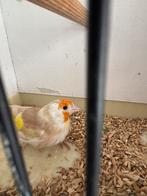 Distelvinken - major putters, Dieren en Toebehoren, Vrouwelijk, Wildzangvogel
