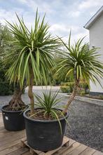 Cordyline Australis, Enlèvement
