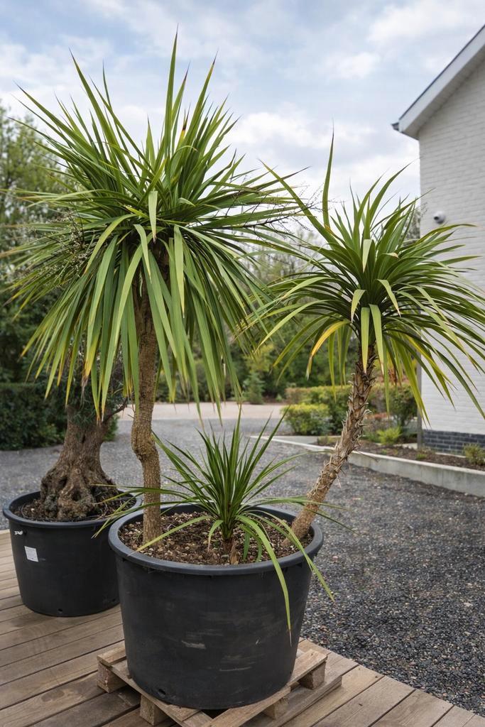 Cordyline Australis, Jardin & Terrasse, Plantes | Jardin, Enlèvement