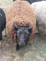 Ram 1,5 jaar,8 maand,6 maand, Dieren en Toebehoren, Schapen, Geiten en Varkens, Mannelijk, Schaap, 0 tot 2 jaar