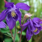 Aquilegia alpina (Alpen-Akelei), Ophalen, Lente, Vaste plant