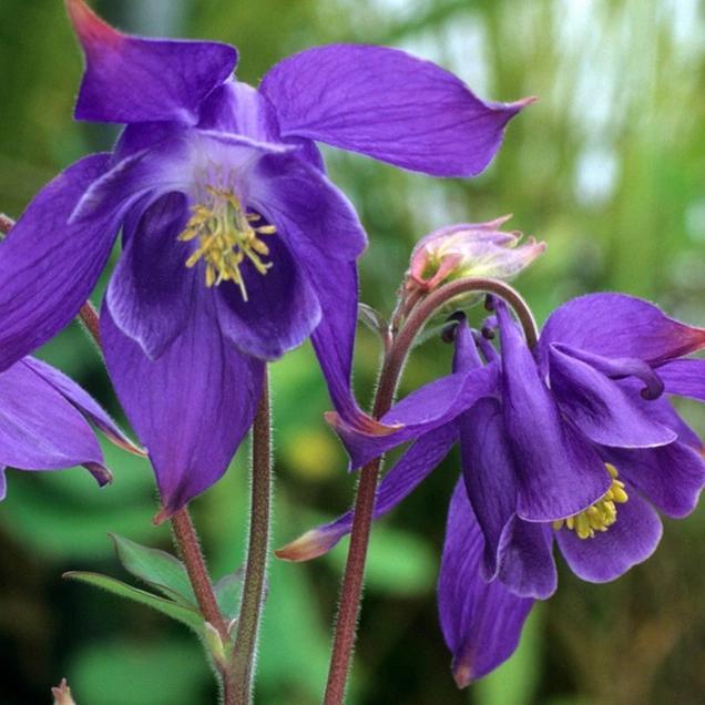 Aquilegia alpina (Alpen-Akelei), Tuin en Terras, Planten | Tuinplanten, Vaste plant, Lente, Ophalen