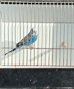 Grasparkiet, Dieren en Toebehoren, Mannelijk, Parkiet, Geringd