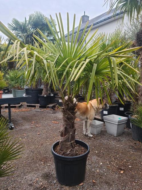 Palmboom Trachycarpus Fortunei- Winterharde palmboom, Tuin en Terras, Planten | Bomen, Palmboom, Halfschaduw, Ophalen
