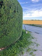 Klusjesman/Tuinman/Huishoudelijke Hulp!, Vanaf 5 jaar