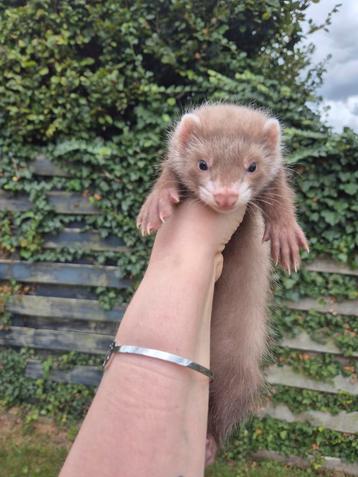 Mooie fretten pup rammetje
 beschikbaar voor biedingen
