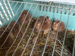 Lieve tamme konijntjes te koop mannetjes en meisjes, Dieren en Toebehoren, Ophalen