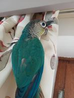 Conure molinae turquoise violette élevé main, Dieren en Toebehoren