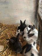 Jonge reuze vlinders, Dieren en Toebehoren, Konijnen