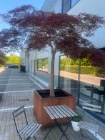 Japanse Acer in bak, Tuin en Terras, Ophalen