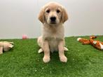 Golden Retriever pups, Dieren en Toebehoren, Honden | Retrievers, Spaniëls en Waterhonden, Golden retriever, België, 8 tot 15 weken