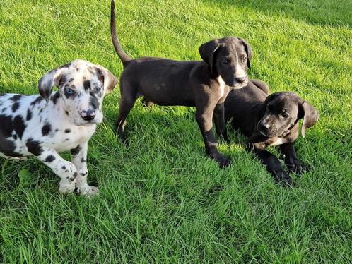 duitse dog pups harlekijn zwart, Animaux & Accessoires, Chiens | Bouledogues, Pinschers & Molossoïdes, Plusieurs animaux, Autres races