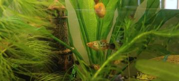 Aquarium vissen: Platy's Mix beschikbaar voor biedingen
