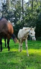 Palomino Quarter hengst veulen aqha, Animaux & Accessoires, Chevaux, Moins de 160 cm, Cheval western, 0 à 2 ans, Vermifugé