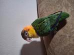2 tamme caiques meisjes, Dieren en Toebehoren, Vogels | Parkieten en Papegaaien, Tam