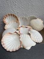 10 harde schelpen, Ophalen