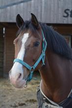 Lieve, leerrijke pony te huur, Dieren en Toebehoren, Paarden, Ruin, 160 tot 165 cm, Recreatiepaard