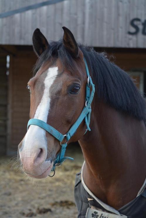 Lieve, leerrijke pony te huur, Dieren en Toebehoren, Paarden, Ruin, 160 tot 165 cm, Recreatiepaard