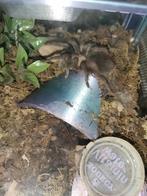 Grammostola, brachypelma, verschillende tarantula's, Araignée ou Scorpion