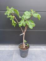 vijgenboom 'panache', Tuin en Terras, Ophalen