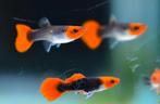 Black Tuxedo Recap Guppy's 100% zuiver!, Dieren en Toebehoren, Vissen | Aquariumvissen, Vis