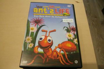 ant's life