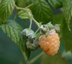 frambozen planten geel, Tuin en Terras, Vaste plant, Ophalen of Verzenden, Halfschaduw, Zomer