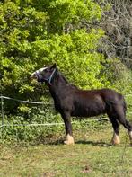 Tinker ruin, Ruin, Minder dan 160 cm, Recreatiepaard, 11 jaar of ouder