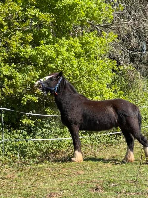 Tinker ruin, Dieren en Toebehoren, Paarden, Ruin, Minder dan 160 cm, 11 jaar of ouder, Recreatiepaard