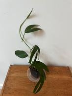 Monstera Subpinnata, Ophalen of Verzenden