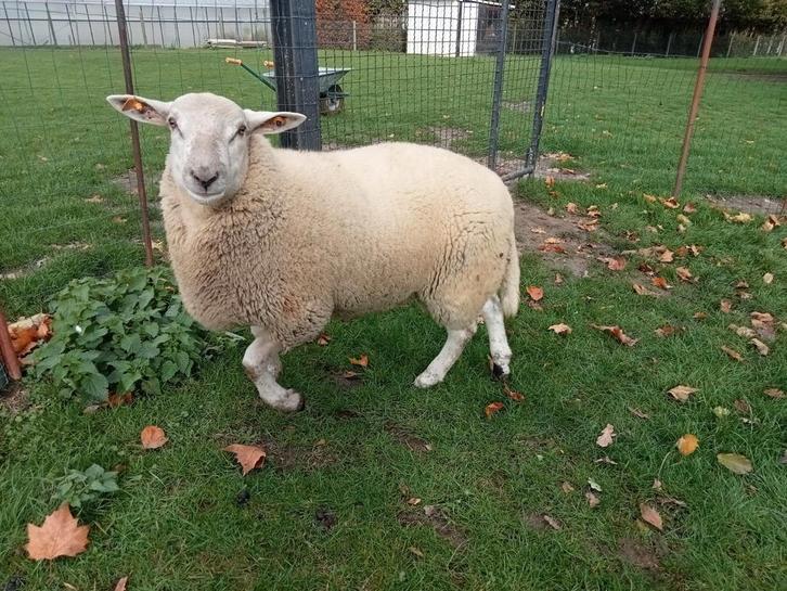 Mannelijke schapen 7 maanden, Dieren en Toebehoren, Schapen, Geiten en Varkens, Schaap, Mannelijk, 0 tot 2 jaar