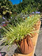 Agapanthus - Afrikaanse Lelie 'Golden Drop', Ophalen