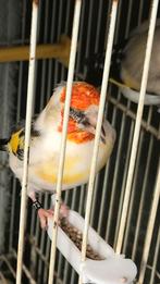 Chardonneret tête blanche, Dieren en Toebehoren, Mannelijk, Geringd