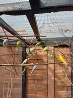 Te koop Grasparkieten van 2025, Dieren en Toebehoren, Vogels | Parkieten en Papegaaien
