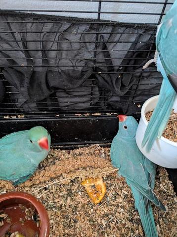 Jonge blauwe halsbandparkieten  beschikbaar voor biedingen