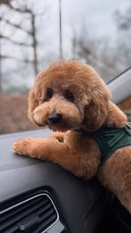 Poedel (abrikoos), Particulier, 15 weken tot 1 jaar, CDV (hondenziekte), Buitenland