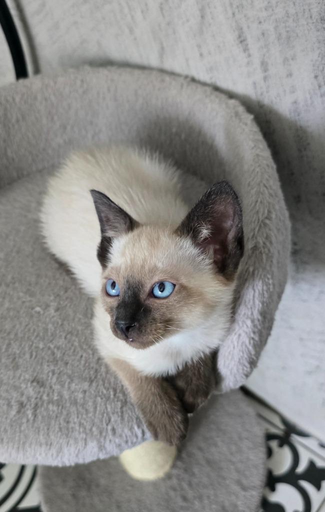 Siamees kittens, Dieren en Toebehoren, Katten en Kittens | Raskatten | Korthaar, Meerdere dieren, 0 tot 2 jaar, Gechipt, Ontwormd