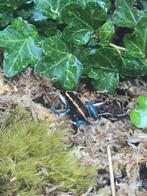 Phyllobates vittatus nakweek, Dieren en Toebehoren, Reptielen en Amfibieën