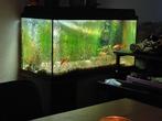 Aquarium, Animaux & Accessoires, Poissons | Aquariums & Accessoires, Enlèvement, Utilisé, Aquarium d'eau douce rempli